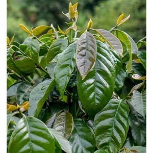 Coffea arabicacaféier 25 l 100-125 cm
