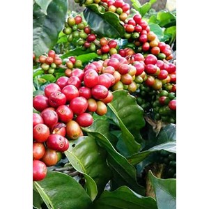 Coffea arabicacaféier 25 l 100-125 cm