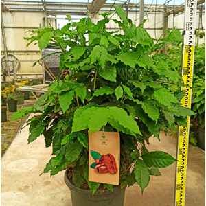 Coffea arabicacaféier 25 l 100-125 cm