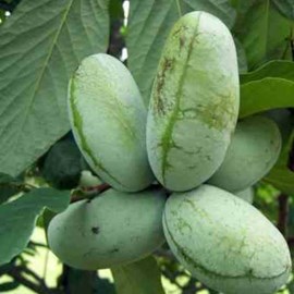 Collection de 10 fruitiers rustiques