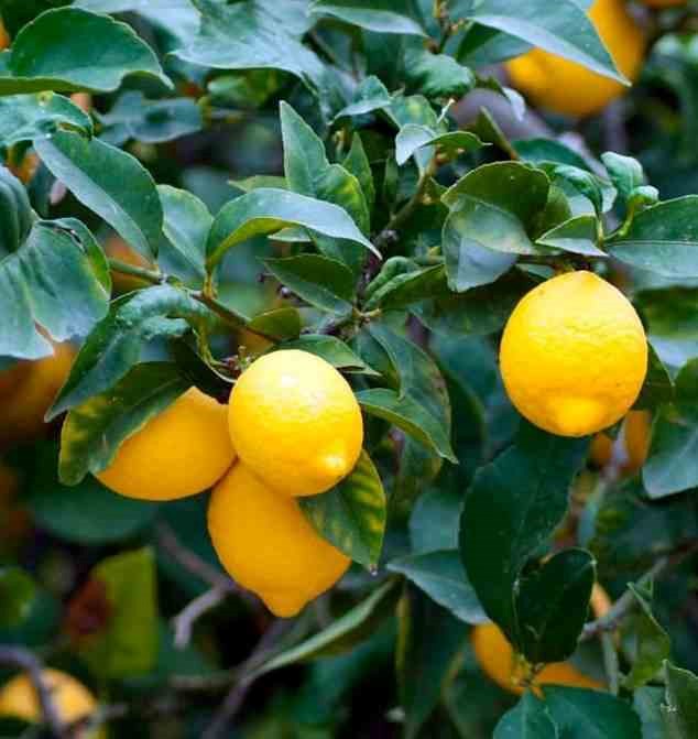 Collection de 4 à avoir