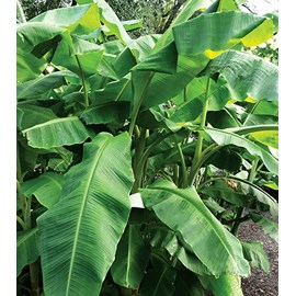 Collection de 6 bananiers rares