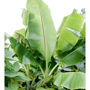 Collection de 6 bananiers rares