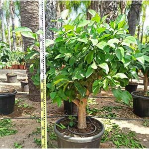 Collection gros agrumes