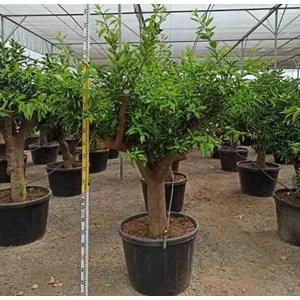 Collection gros agrumes