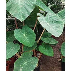 Colocasia esculenta chine rose 2 l 20-30 cm