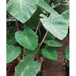 Colocasia esculenta chine rose 2 l 20-30 cm