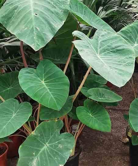 Colocasia esculenta chine rose 2 l 20-30 cm