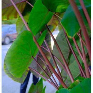 Colocasia esculenta chine rose 2 l 20-30 cm