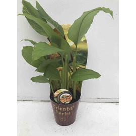 Curcuma longa safran des indes 2 l 0-80 cm