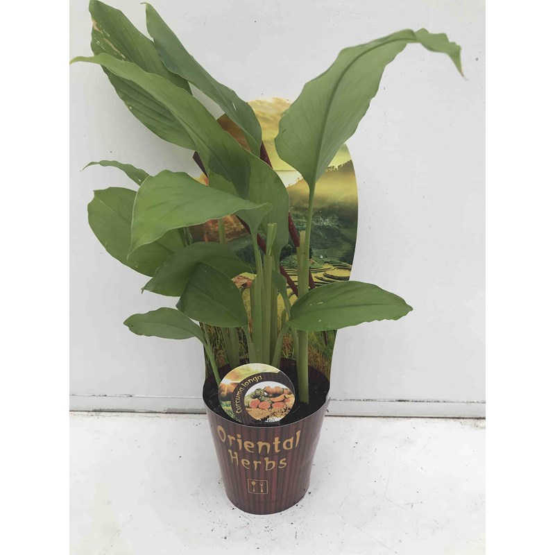Curcuma longa safran des indes 2 l 0-80 cm