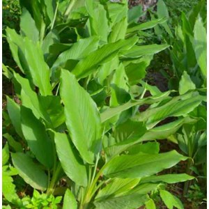 Curcuma longa safran des indes 2 l 0-80 cm