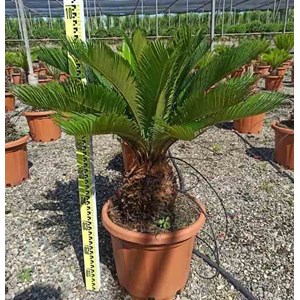 Cycas revoluta 16 l tronc de 10-20 cm 60-80 cm