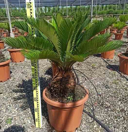 Cycas revoluta 16 l tronc de 10-20 cm 60-80 cm