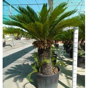Cycas revoluta 80 l tronc de 50-60 cm 125-150 cm