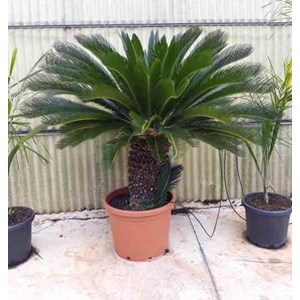 Cycas revoluta 80 l tronc de 50-60 cm 125-150 cm
