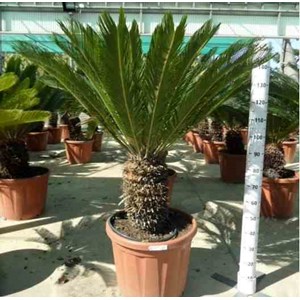 Cycas revoluta 80 l tronc de 50-60 cm 125-150 cm