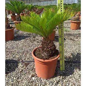 Cycas revoluta 80 l tronc de 70-80 cm 125-150 cm