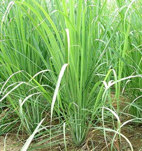 Cymbopogon citratus citronnelle 2 l 20-100 cm