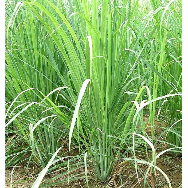 Jardin Tropic - Cymbopogon citratus citronnelle 2 l 20-100 cm