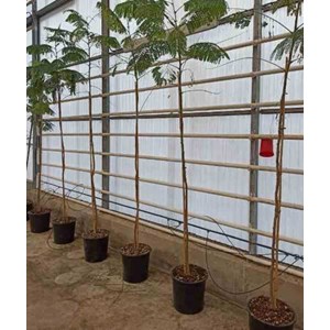 Delonix regia flamboyant 3 l 40-60 cm