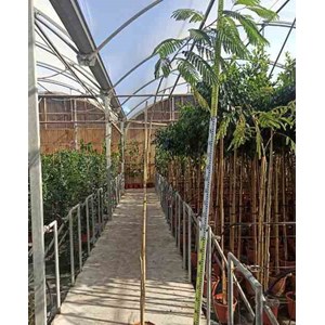 Delonix regia flamboyant 3 l 40-60 cm