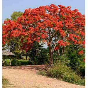 Delonix regia flamboyant 3 l 40-60 cm
