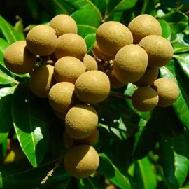 Dimocarpus longan 7 l 60-80 cm