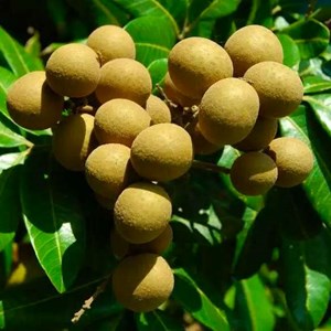 Dimocarpus longan 7 l 60-80 cm