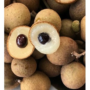 Dimocarpus longan 7 l 60-80 cm