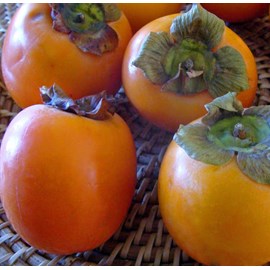 Diospyros kaki var.persimon 9 l -140-160 cm