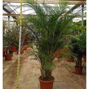 Dypsis palmier multipliant 25 l -200 cm