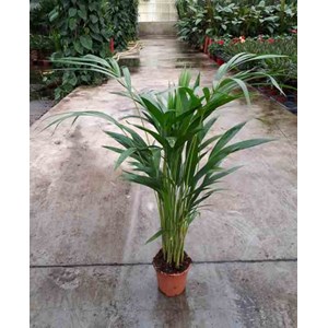 Dypsis palmier multipliant 25 l -200 cm