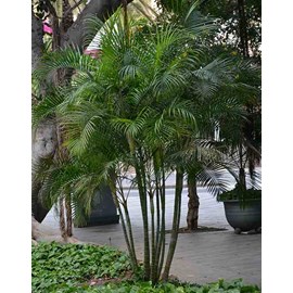 Dypsis palmier multipliant 3 l 60-80 cm