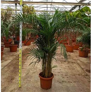 Dypsis palmier multipliant 3 l 60-80 cm