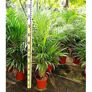 Dypsis palmier multipliant 45 l 200-225 cm