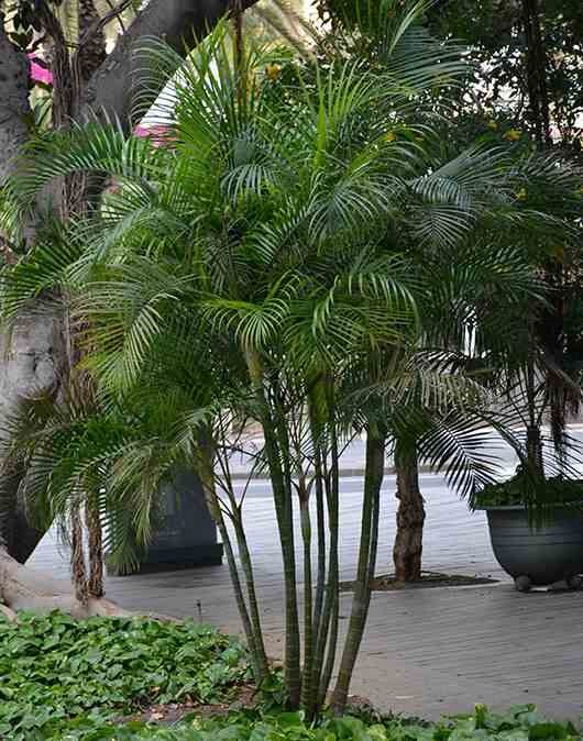 Jardin Tropic - Dypsis palmier multipliant 4 l-100-120 cm