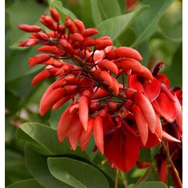 Erythrina crista-galli 2 l 20-30 cm -