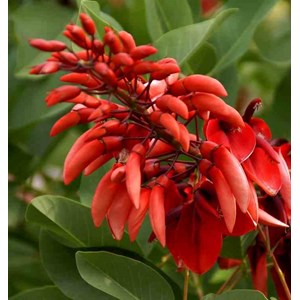 Erythrina crista-galli 2 l 20-30 cm -