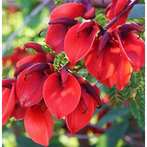 Erythrina crista-galli 2 l 20-30 cm -