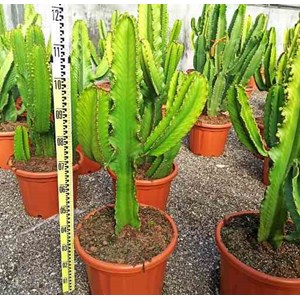 Euphorbia 'candelabrum' 25 l 80-100 cm
