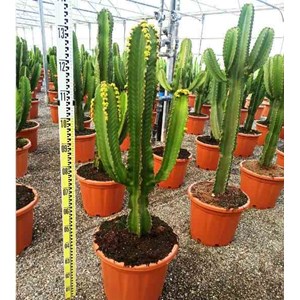 Euphorbia 'candelabrum' 25 l 80-100 cm