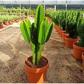 Euphorbia 'candelabrum' 4 l 60-70 cm