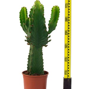 Euphorbia 'candelabrum' 4 l 60-70 cm