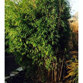 Fargesia obelisk 45 l 175-200 cm 14-24 cs