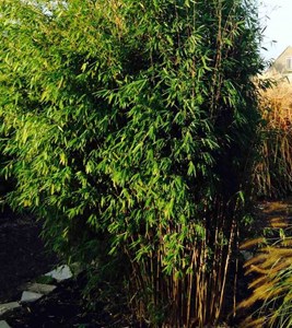 Fargesia obelisk 45 l 175-200 cm 14-24 cs