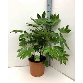 Fatsia japonica aralia 14 l 80-100 cm