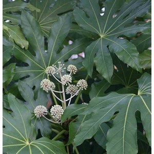 Fatsia japonica aralia 14 l 80-100 cm