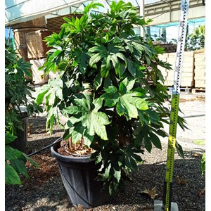 Fatsia japonica aralia 14 l 80-100 cm