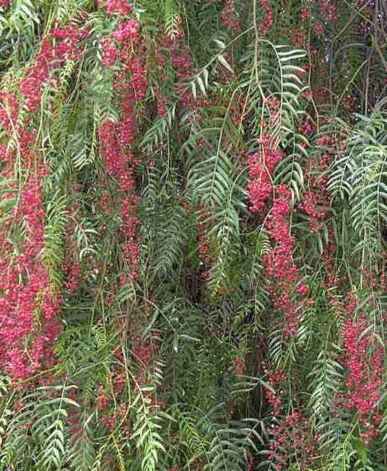 Jardin Tropic - Faux poivrier, poivre rose 3 l 60-80 cm